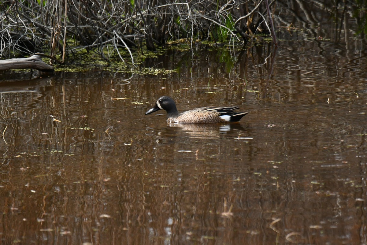 Blue-winged Teal - ML332629961