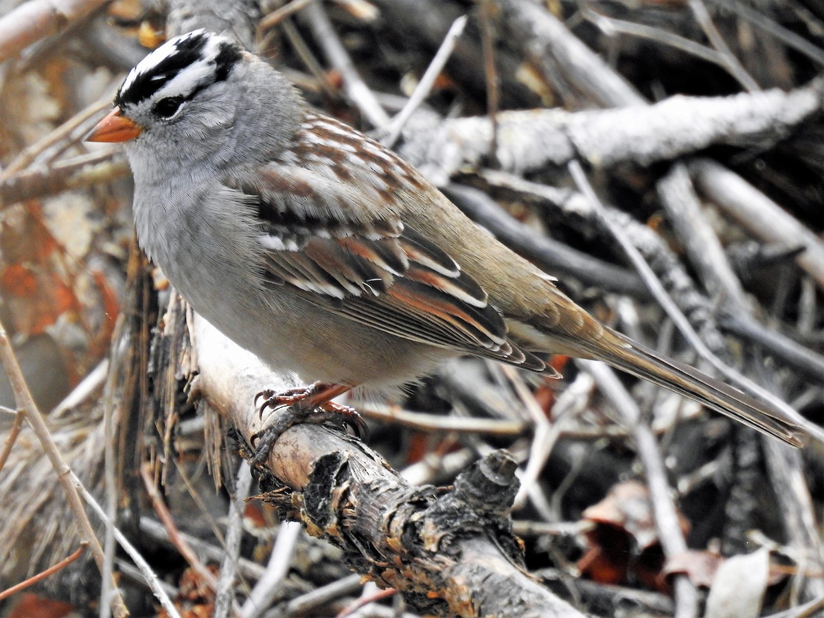 White-crowned Sparrow - ML332629981