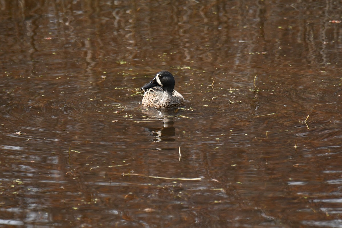 Blue-winged Teal - ML332630121