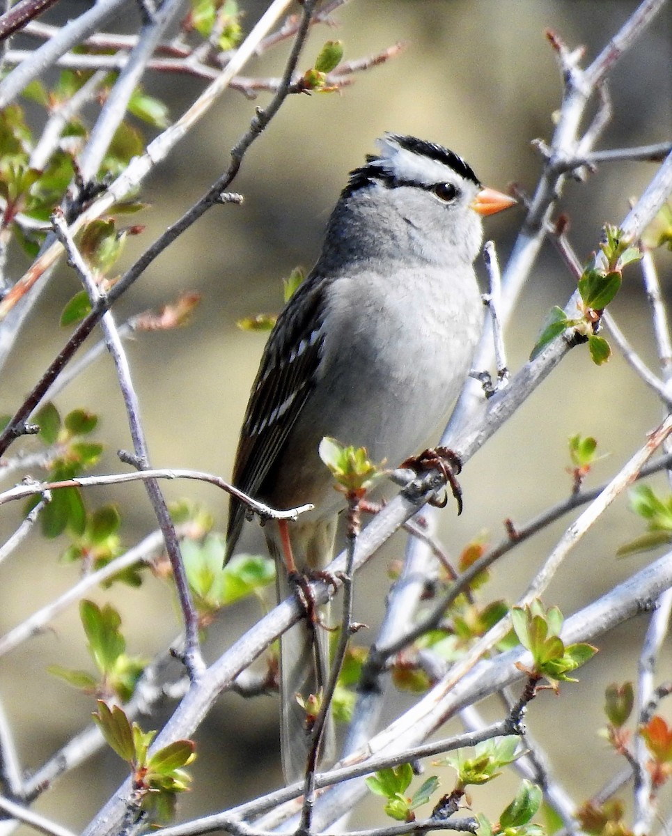 Bruant à couronne blanche - ML332630241