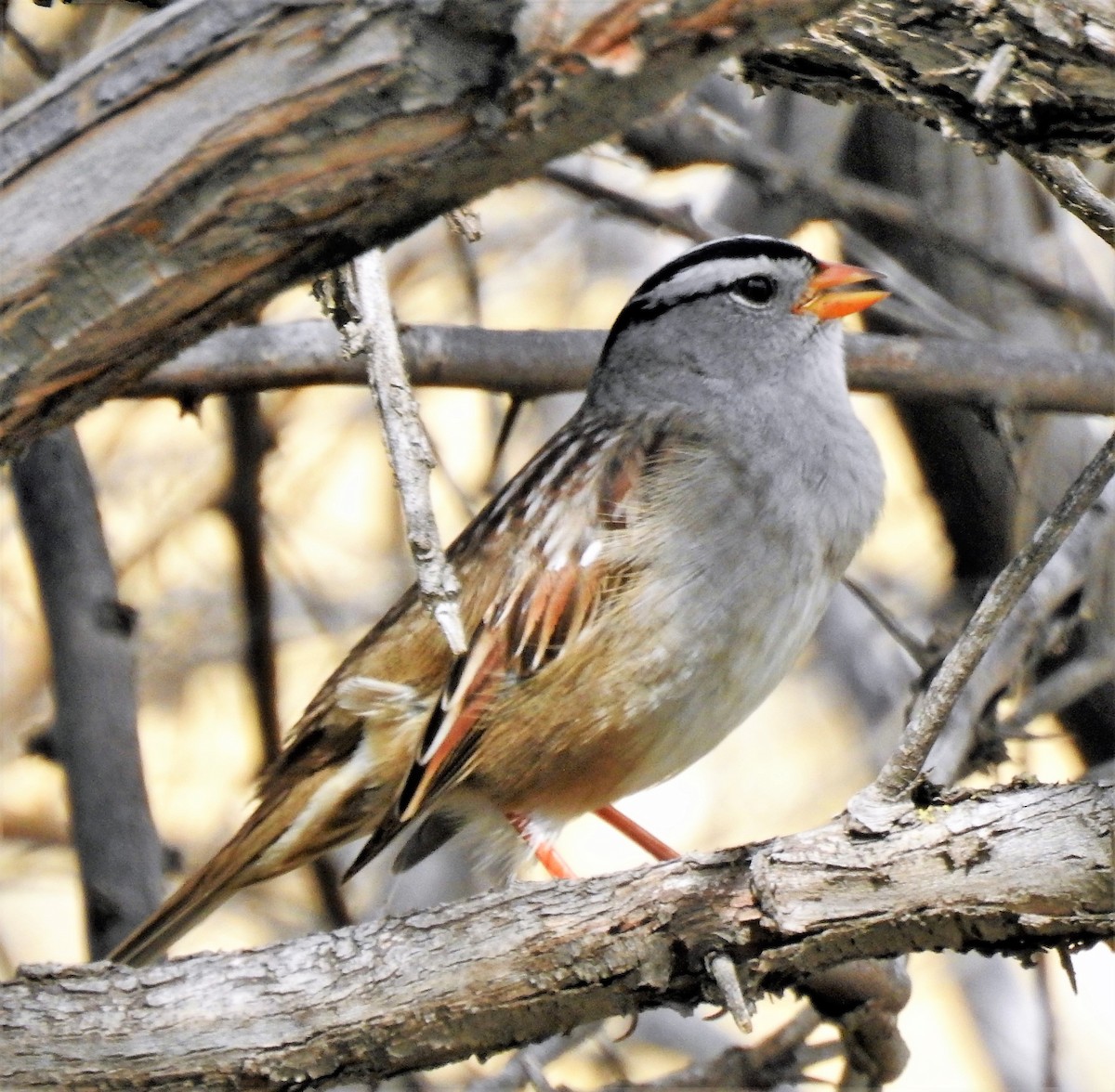 White-crowned Sparrow - Sharon Dewart-Hansen