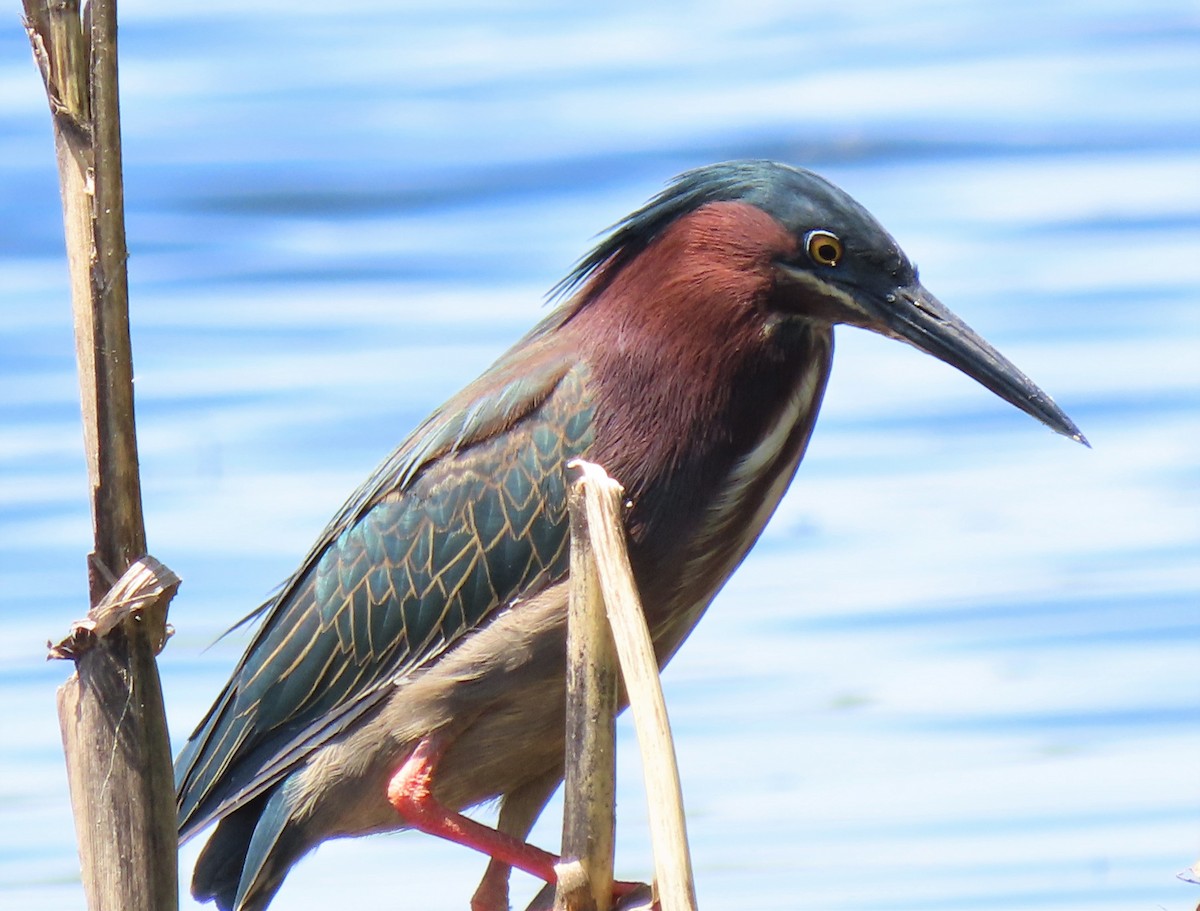 Green Heron - ML332631801