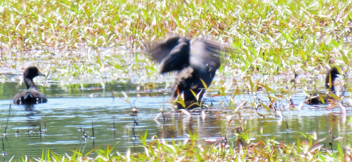 American Coot - ML332631941