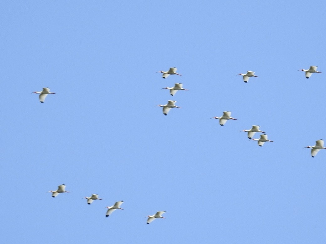 White Ibis - ML332632541