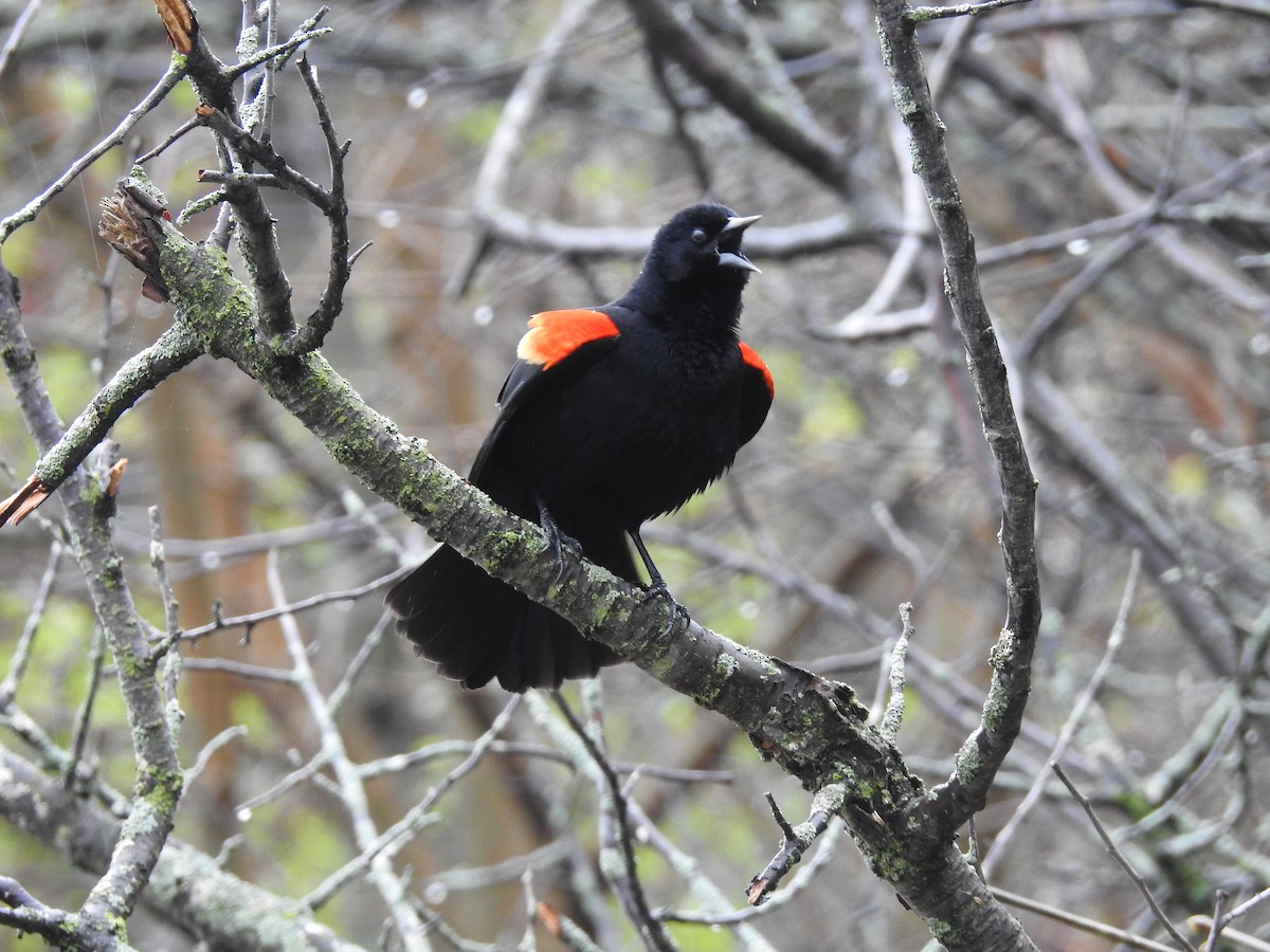 Red-winged Blackbird - ML332632681