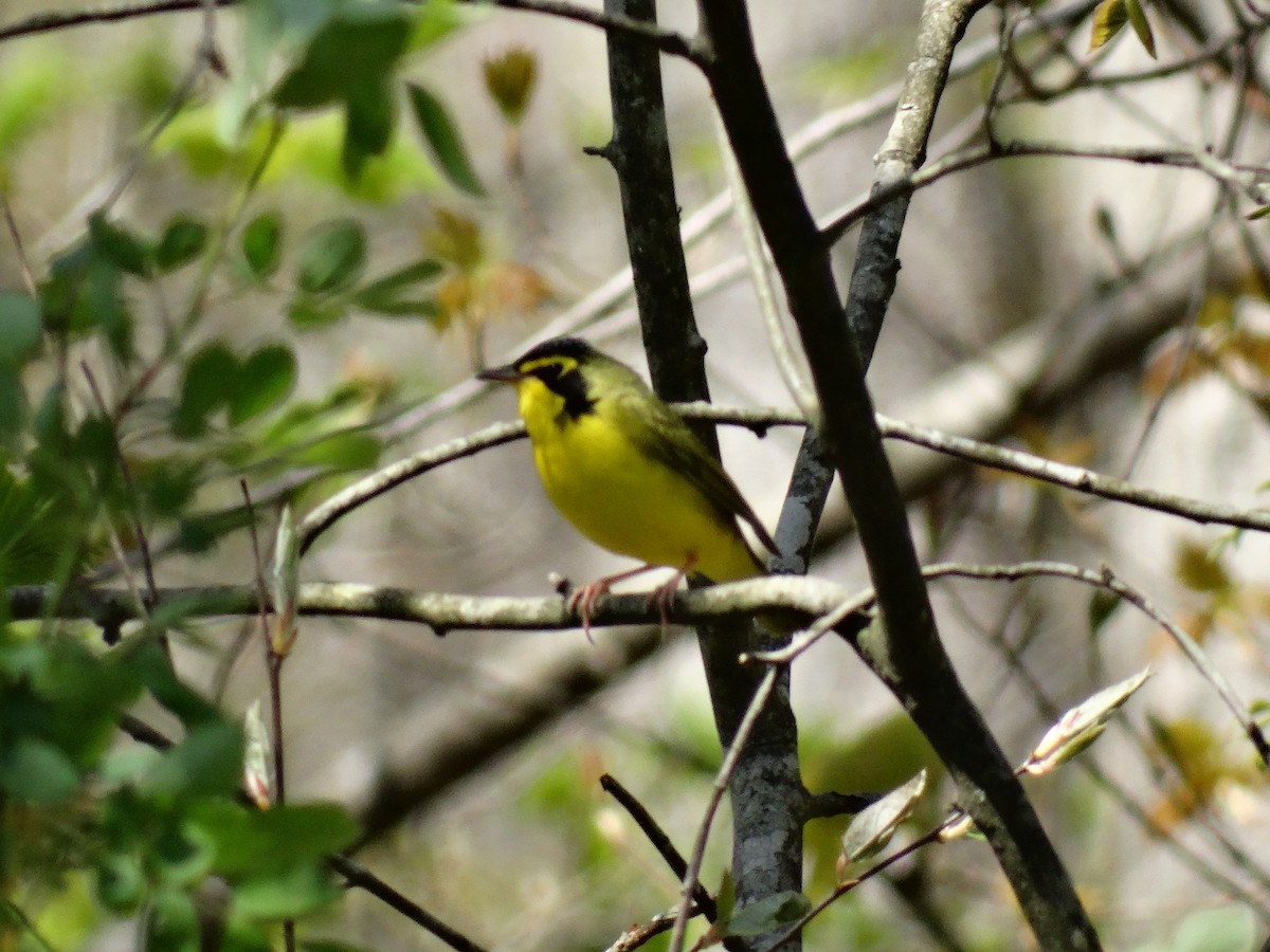 Kentucky Warbler - ML332632771