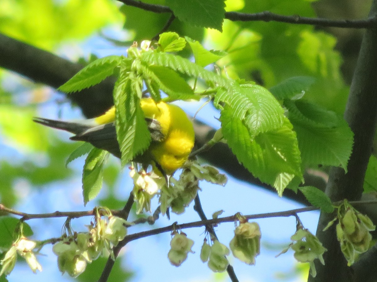 Blue-winged Warbler - ML332633651