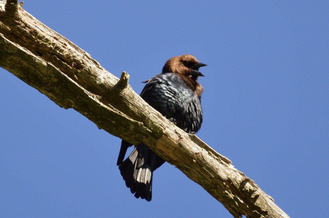 Brown-headed Cowbird - ML332634891