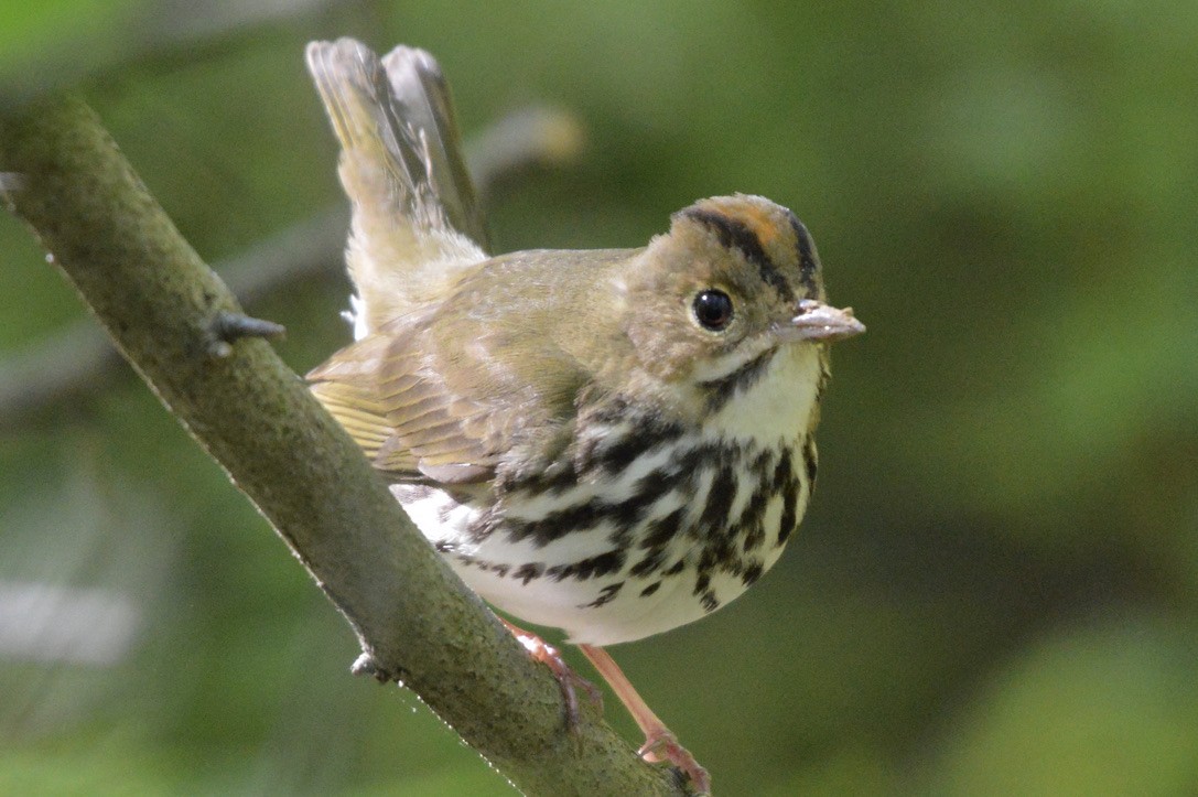 Ovenbird - Trey Hendrix