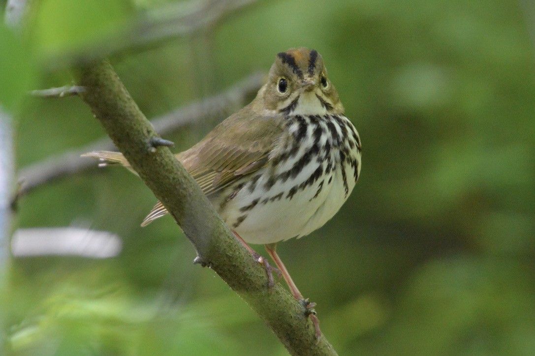 Ovenbird - ML332635141