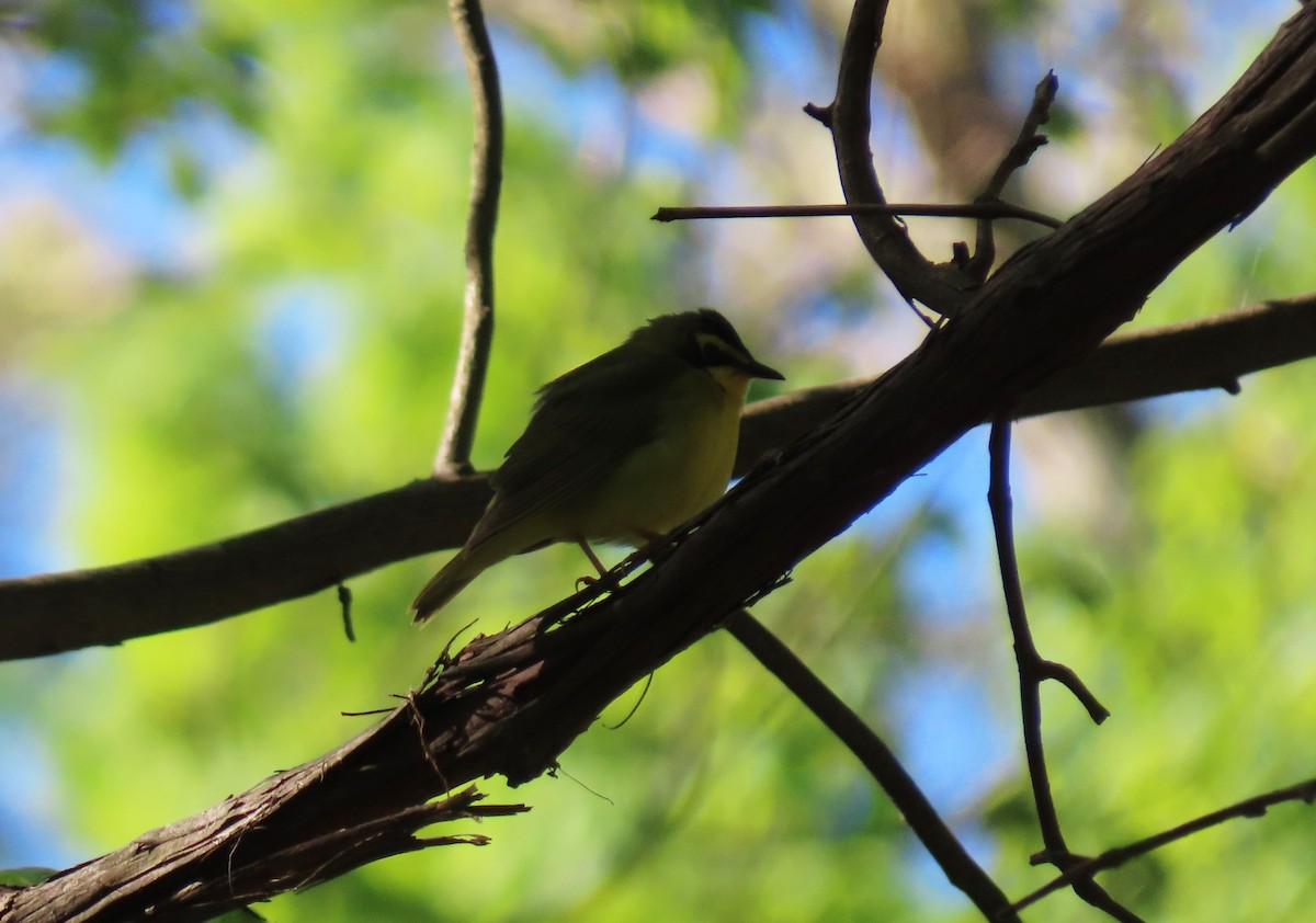 Kentucky Warbler - ML332635761