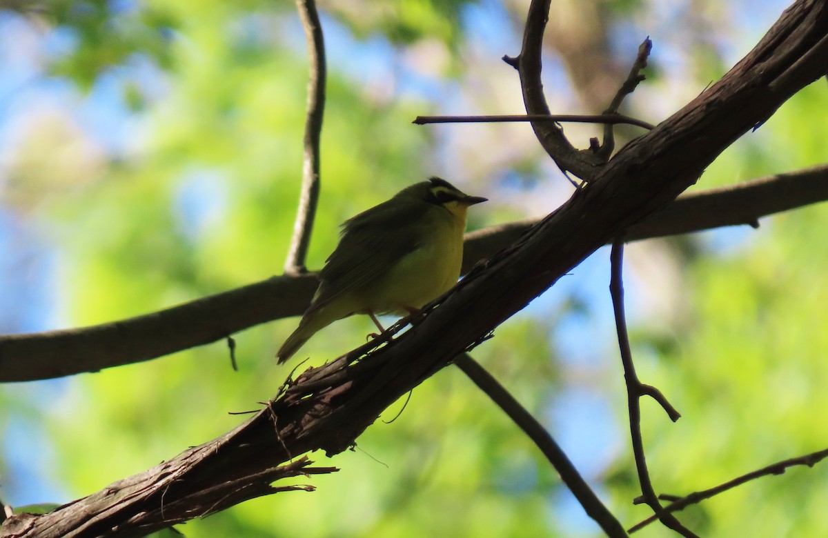 Kentucky Warbler - ML332635771