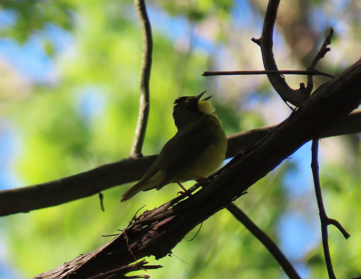 Kentucky Warbler - ML332635781