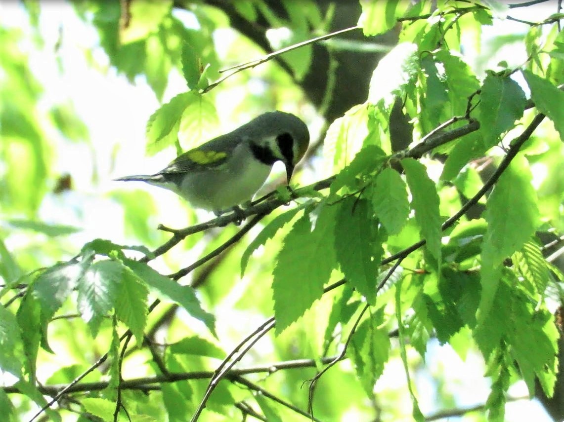 gullvingeparula - ML332636141