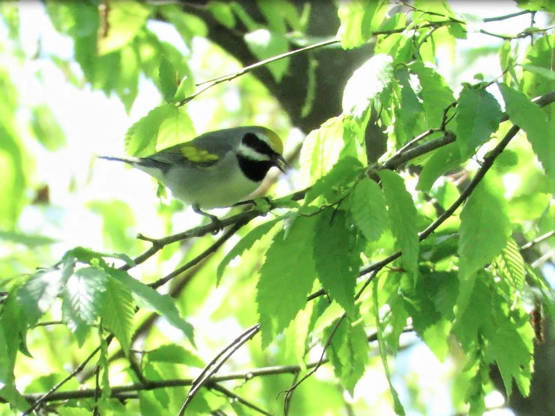 gullvingeparula - ML332636151