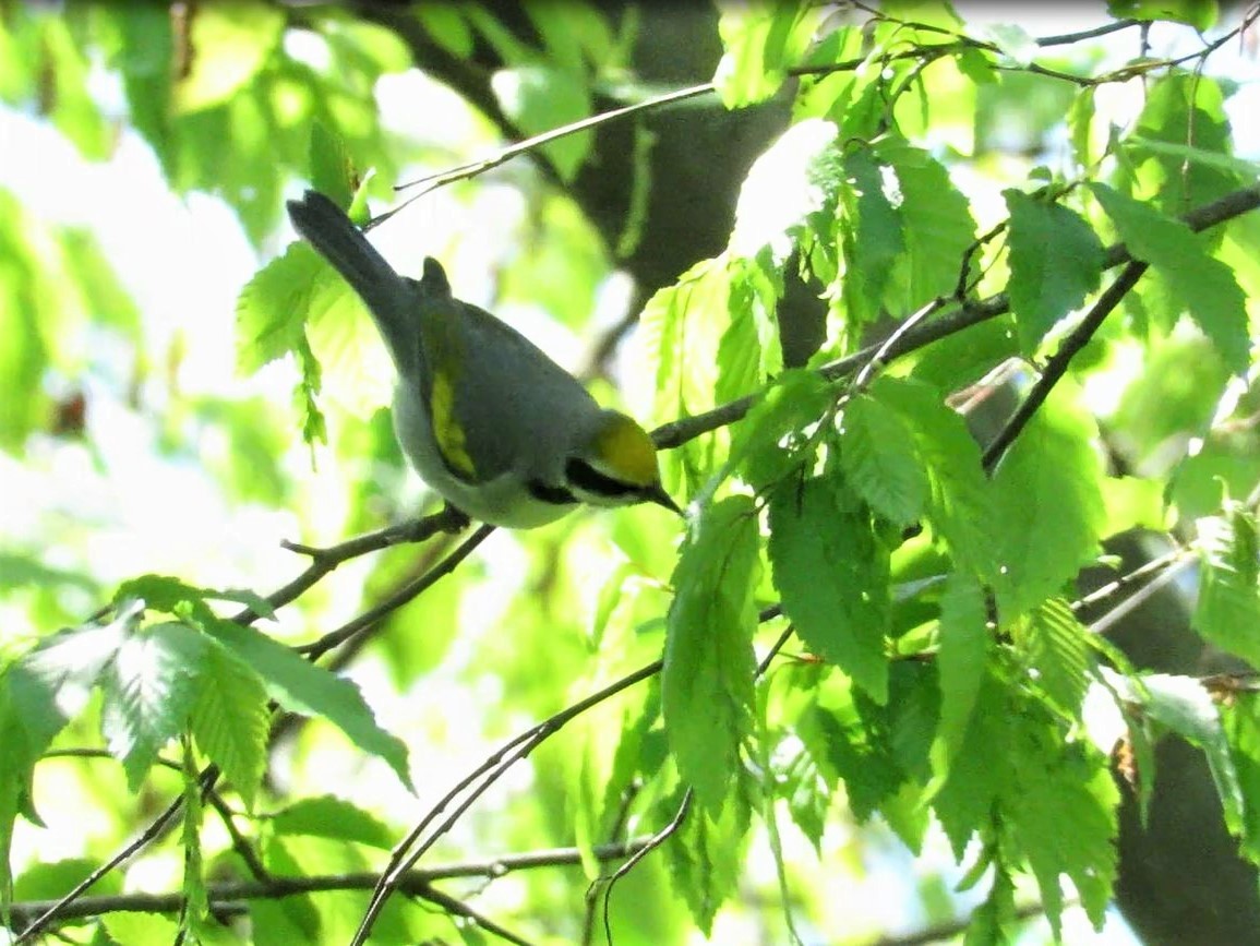 gullvingeparula - ML332636171