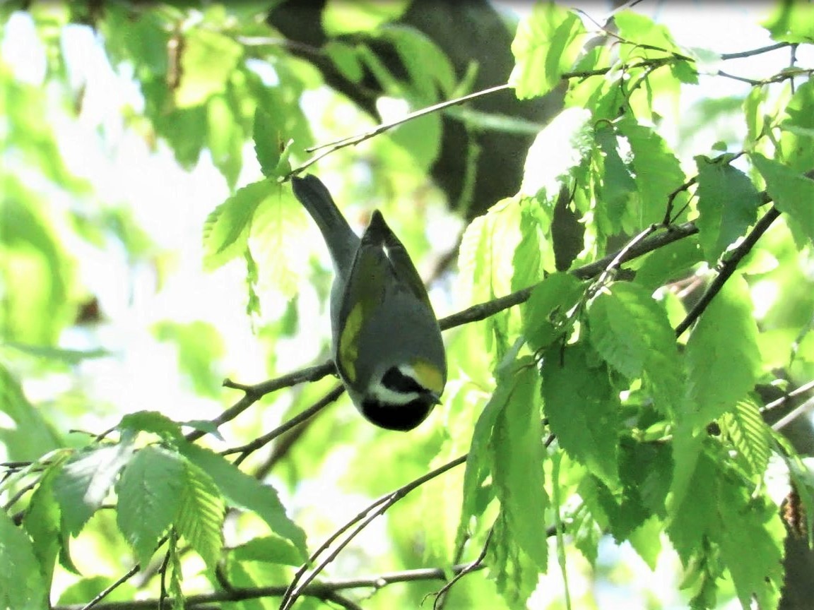 gullvingeparula - ML332636181