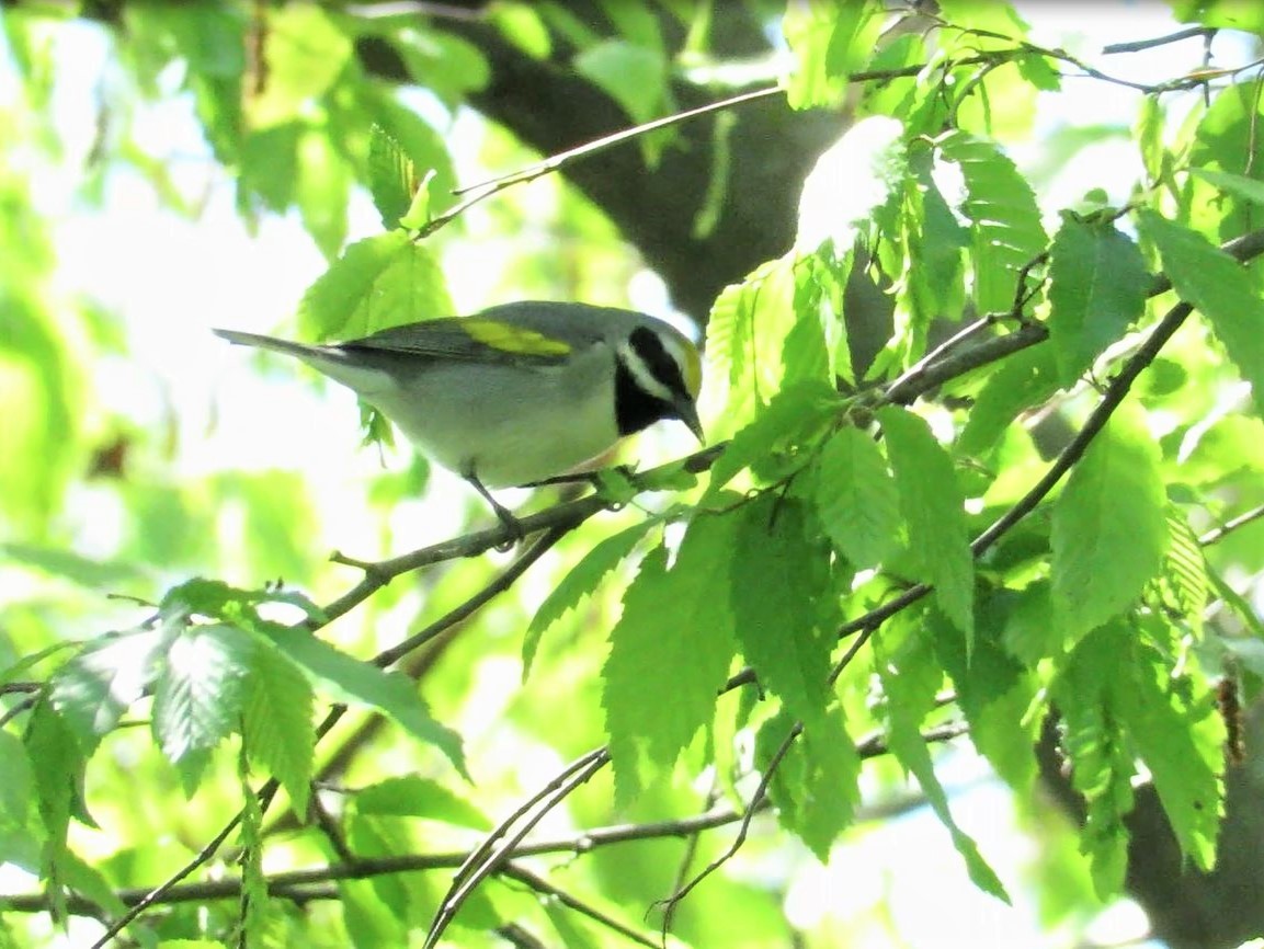 gullvingeparula - ML332636191