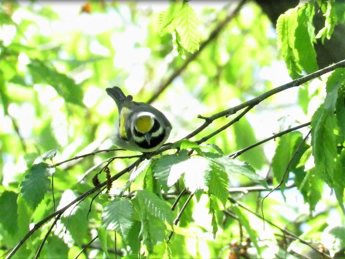 gullvingeparula - ML332636211