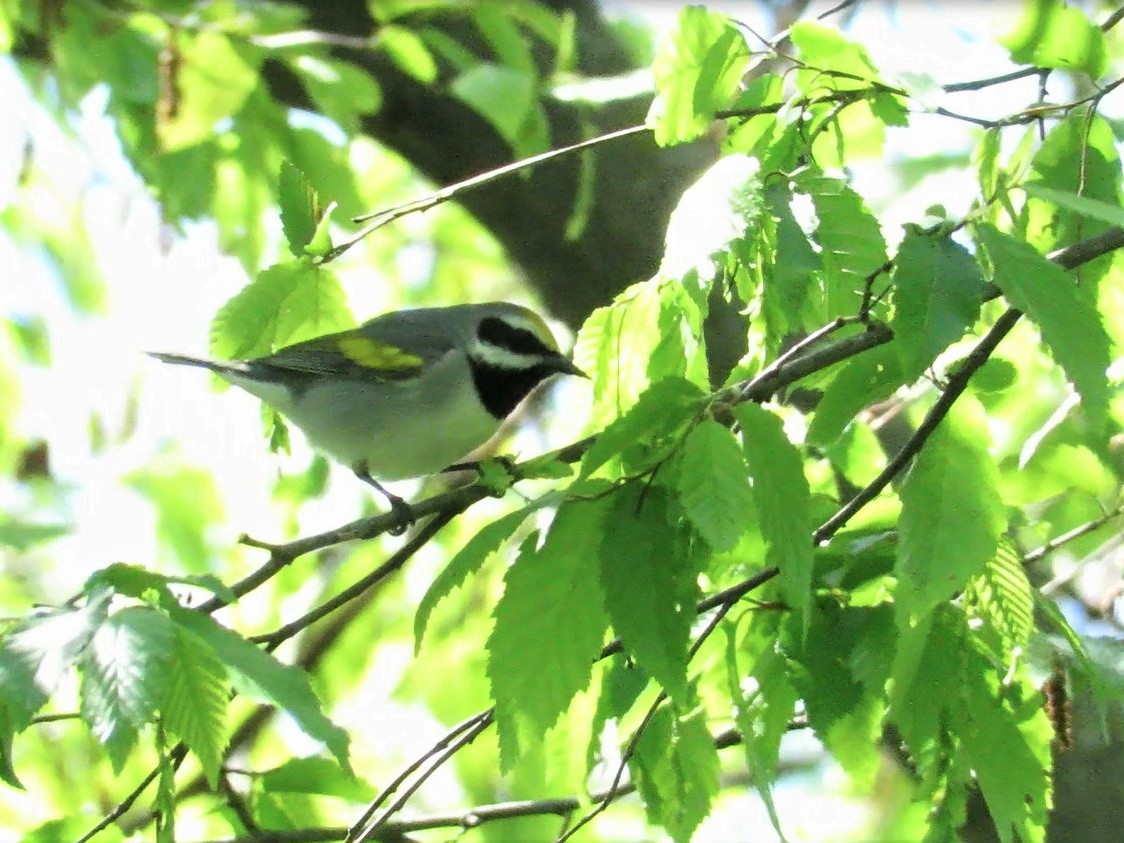 gullvingeparula - ML332636221