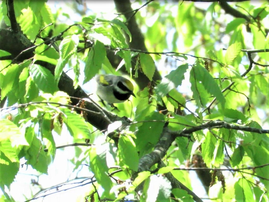 gullvingeparula - ML332636231