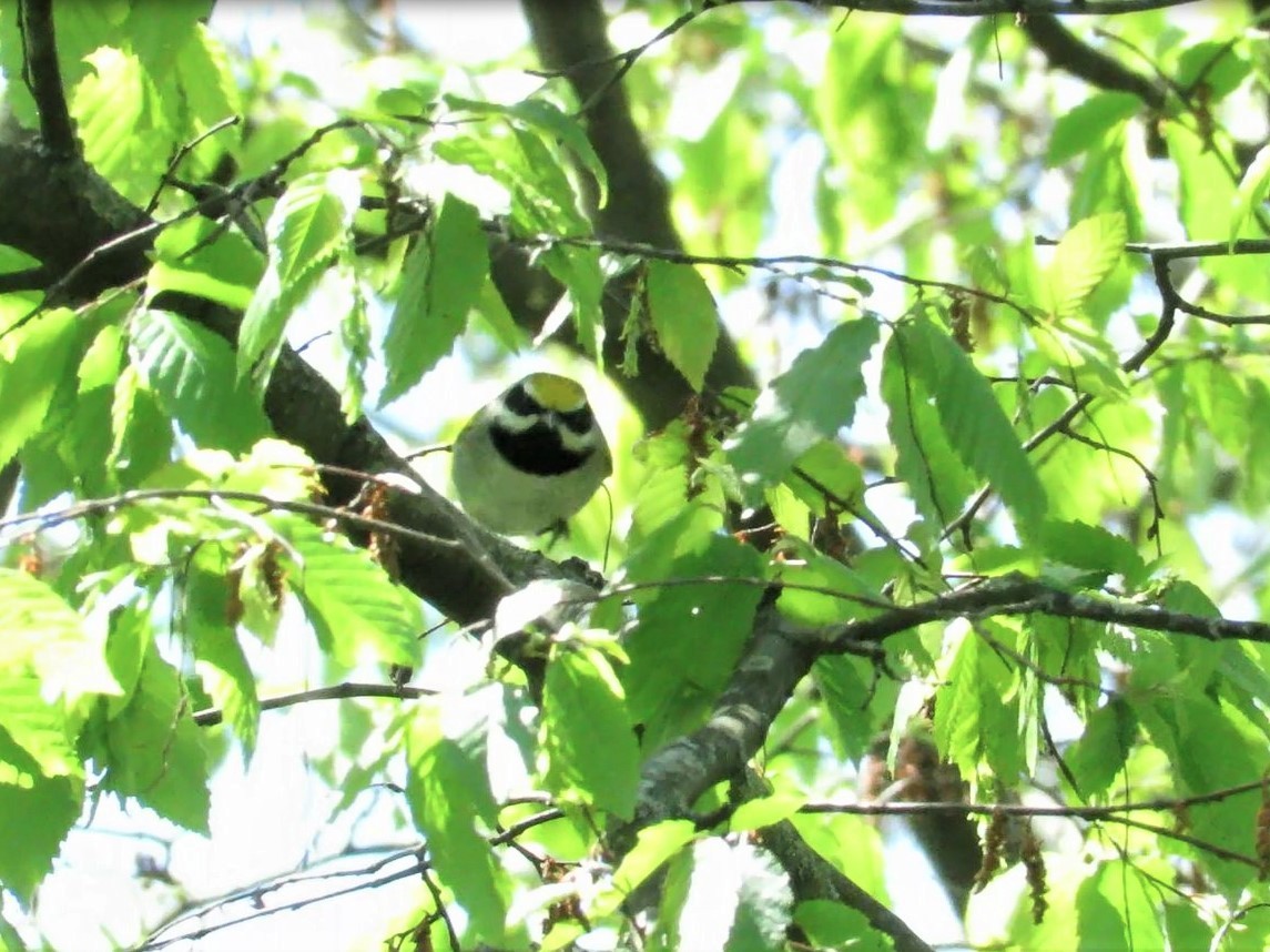 gullvingeparula - ML332636241