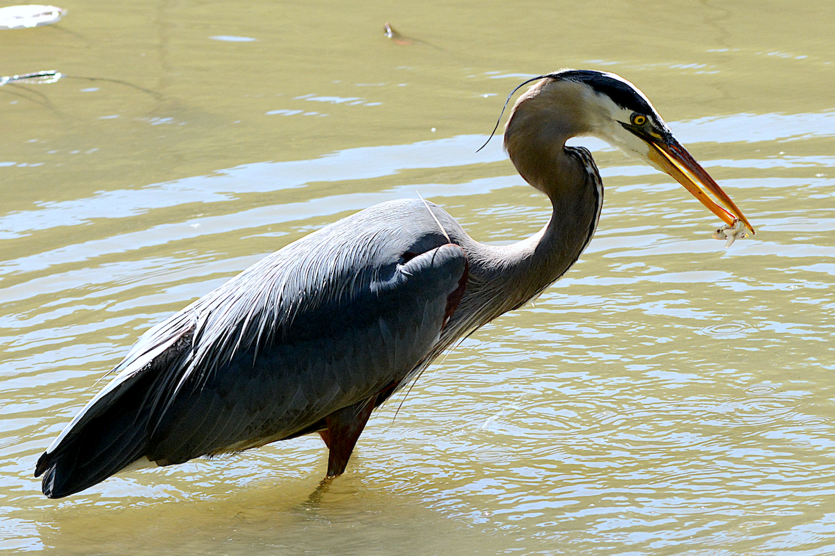 Great Blue Heron - ML332636661