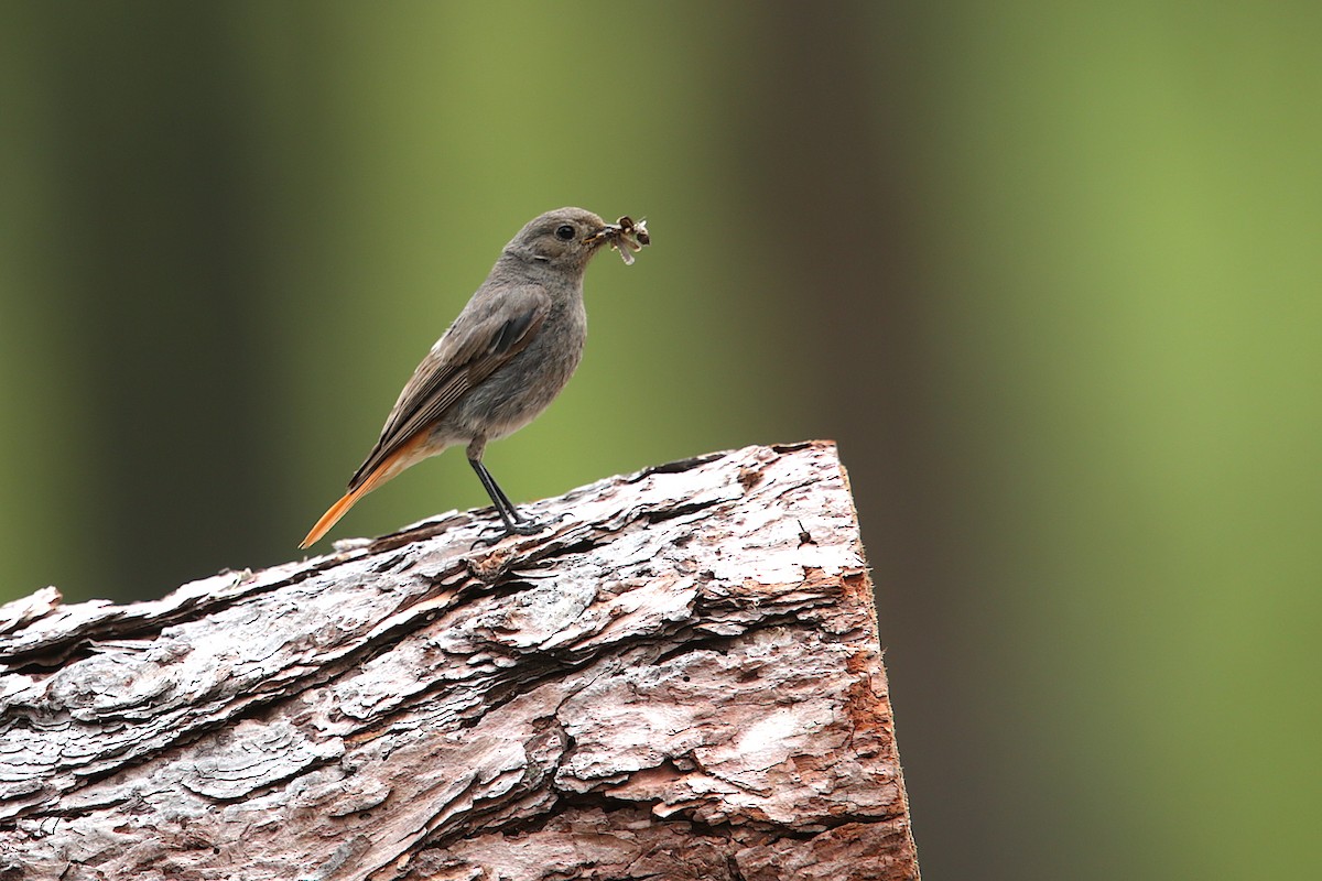 Black Redstart - ML332638271