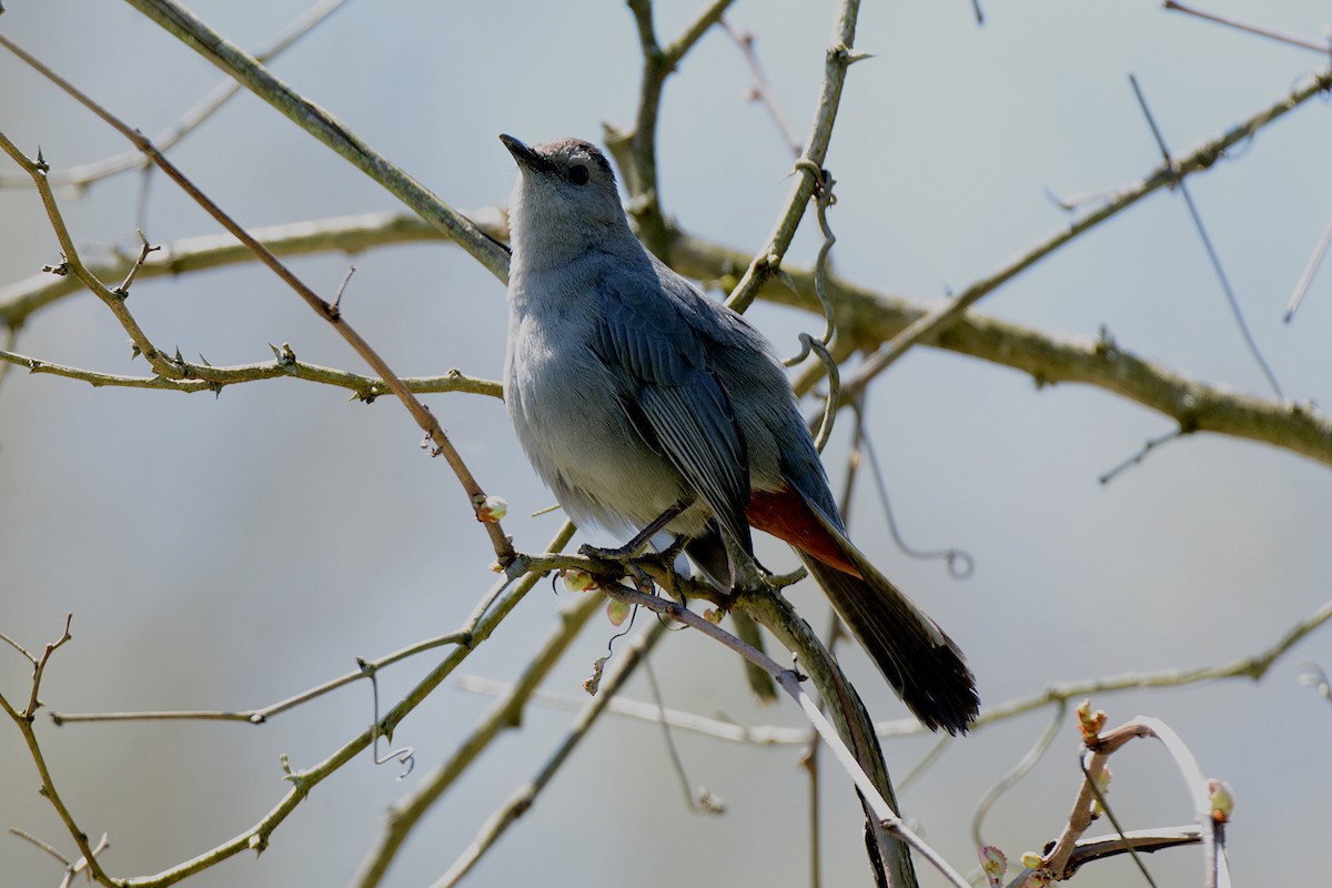 Gray Catbird - ML332638601