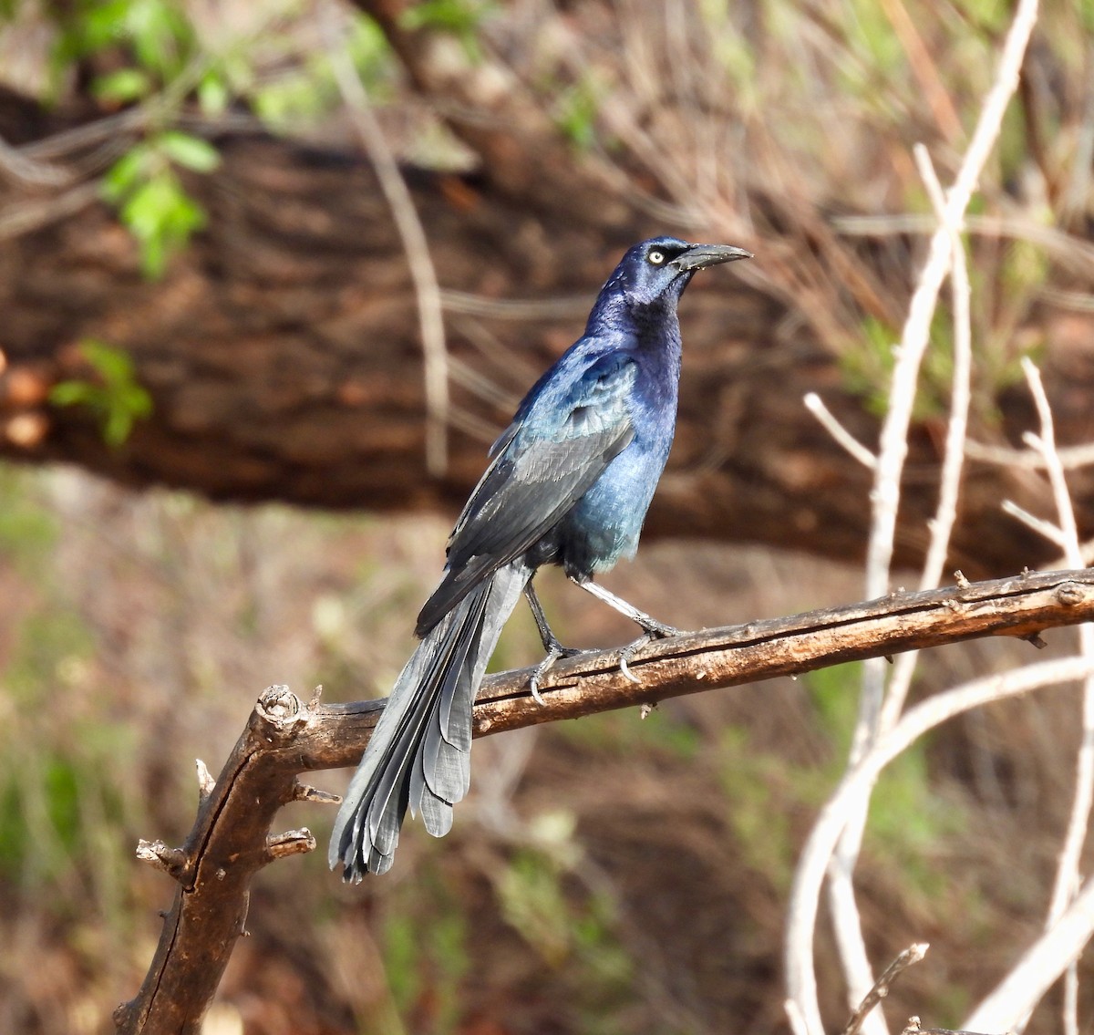 Great-tailed Grackle - ML332638721