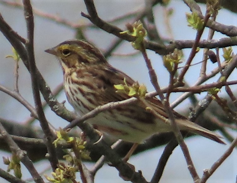 Savannah Sparrow - ML332641401