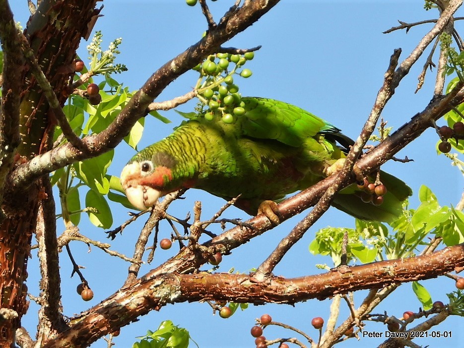 Cuban Parrot - ML332642071