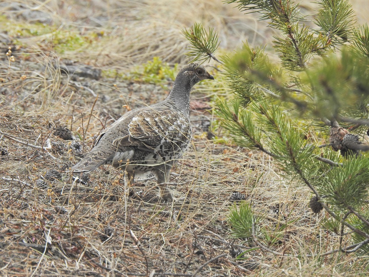 アオライチョウ - ML332647211