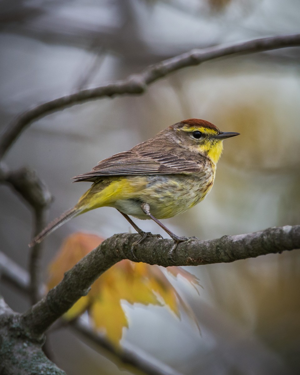 Palm Warbler - ML332648091
