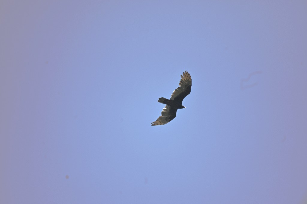 Turkey Vulture - ML332648451