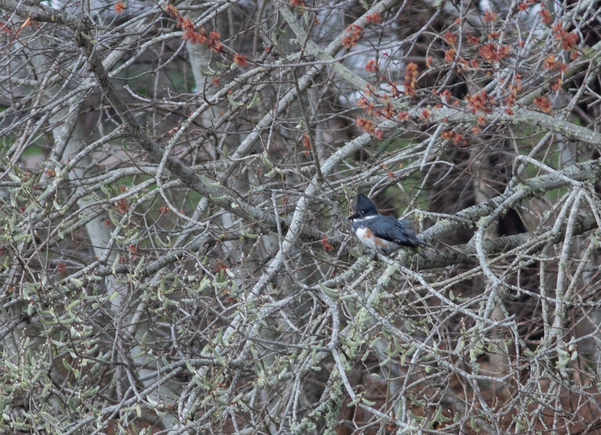 Belted Kingfisher - ML332648511