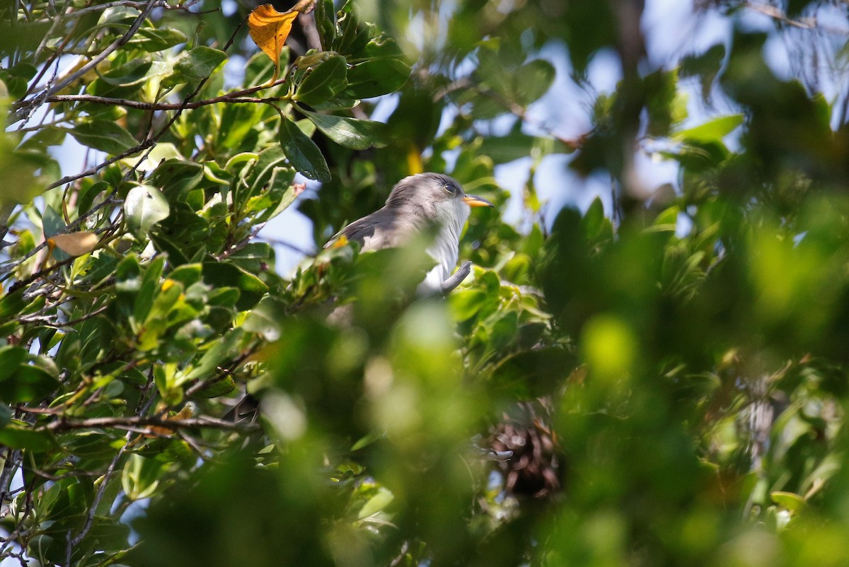 Yellow-billed Cuckoo - Anne Ruben