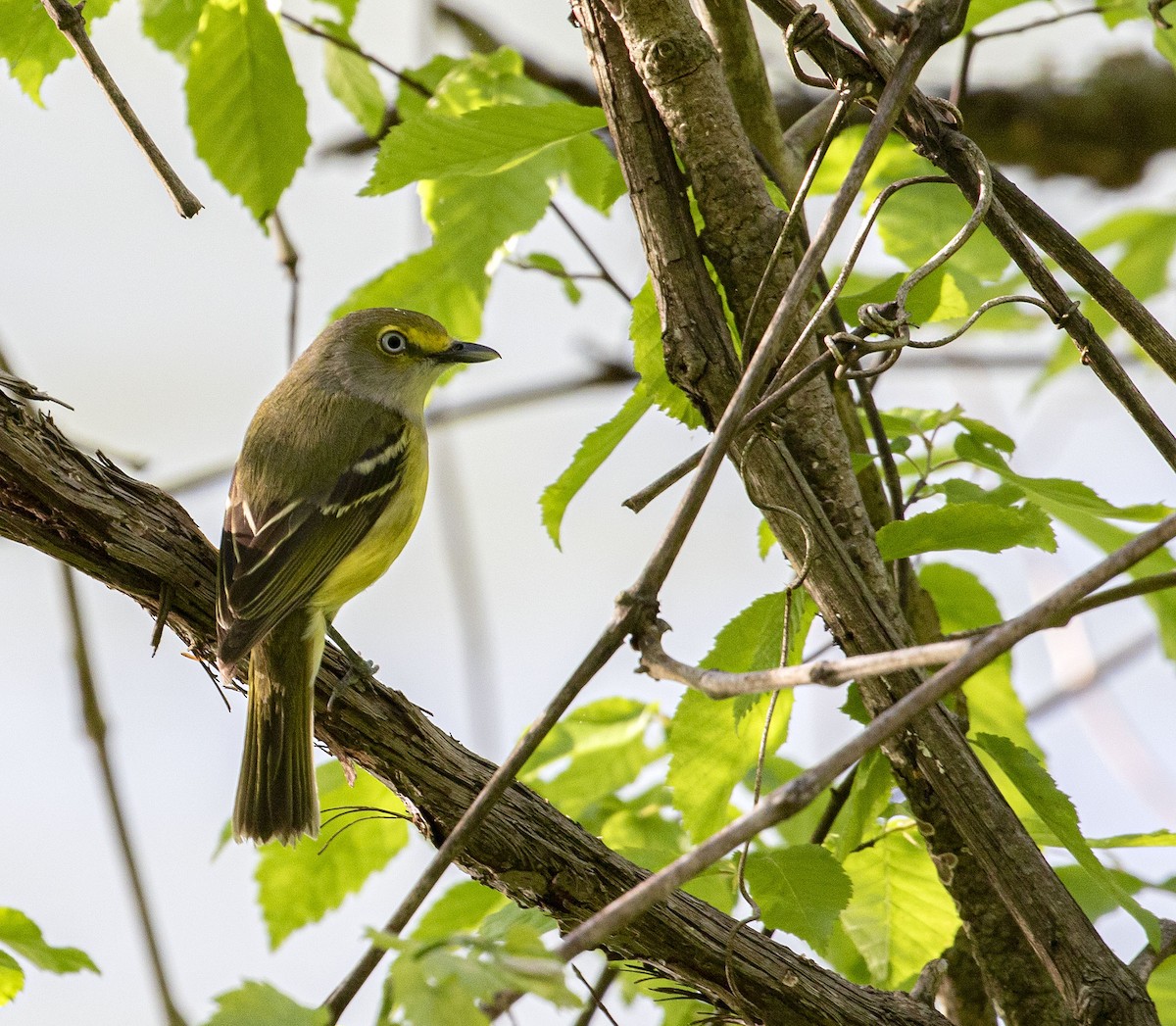 Vireo Ojiblanco - ML332649501