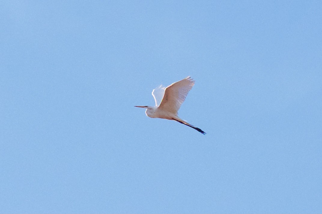 Great Egret - ML332649641