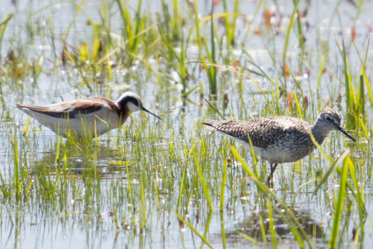 Wilson's Phalarope - Old Bird