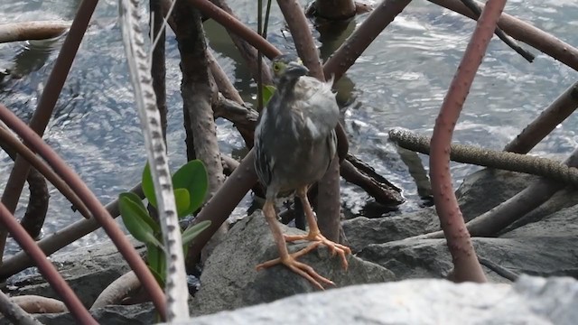 Striated Heron - ML332651771