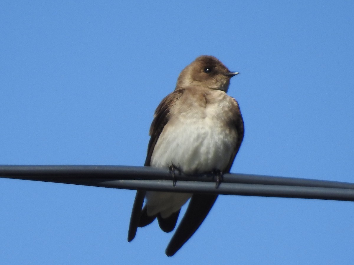 Northern Rough-winged Swallow - ML332652001