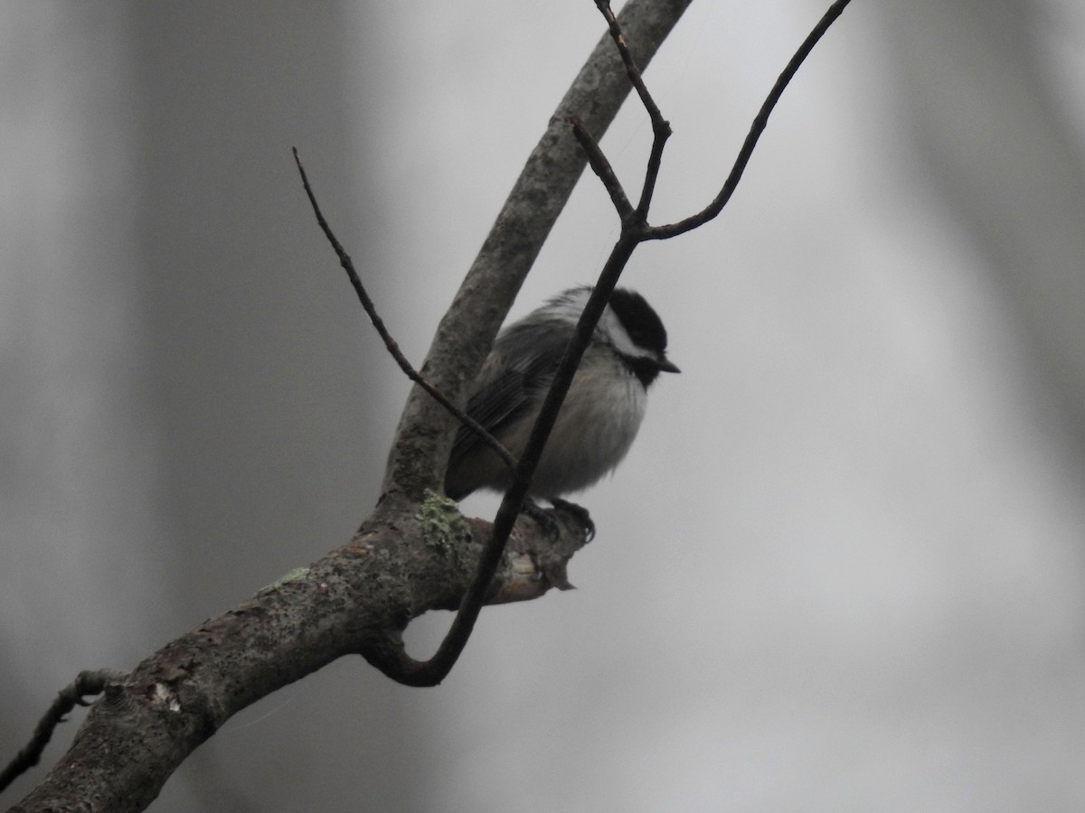 Black-capped Chickadee - Lydia Curtis