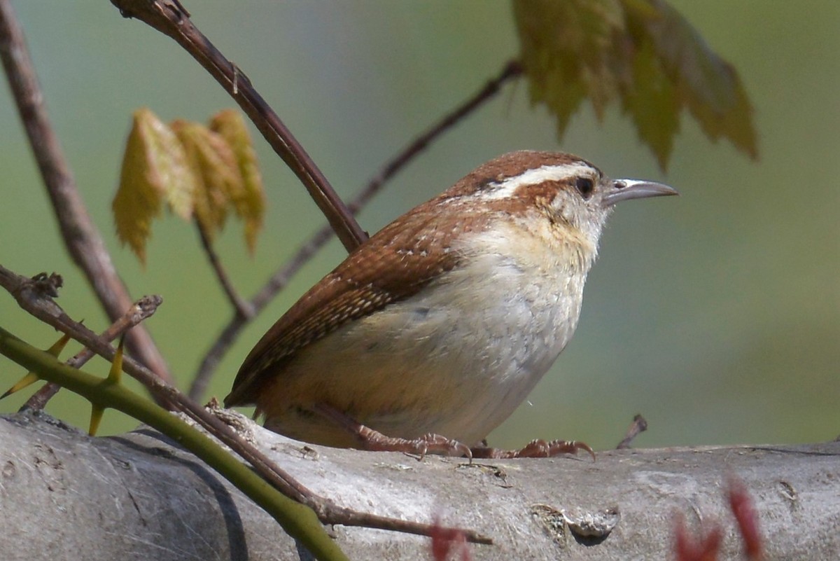 Carolina Wren - Brian Ahern-Wilson