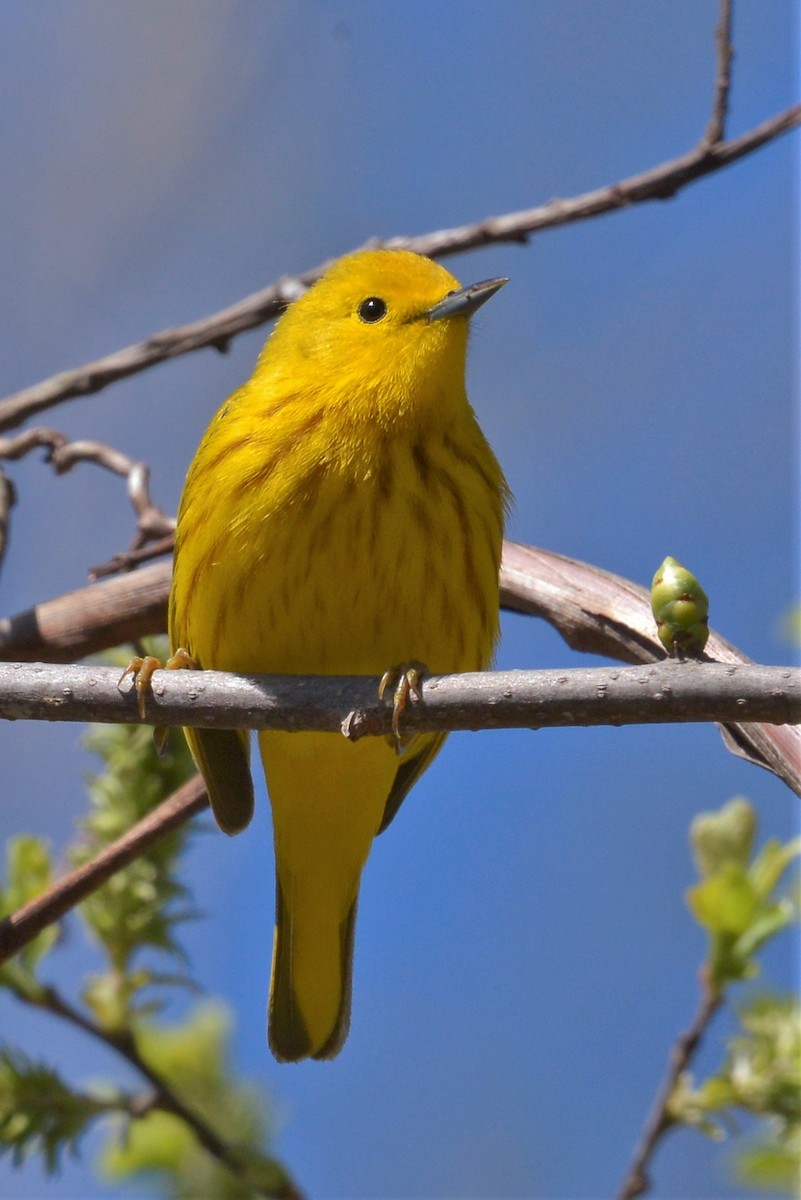 Yellow Warbler - Brian Ahern-Wilson