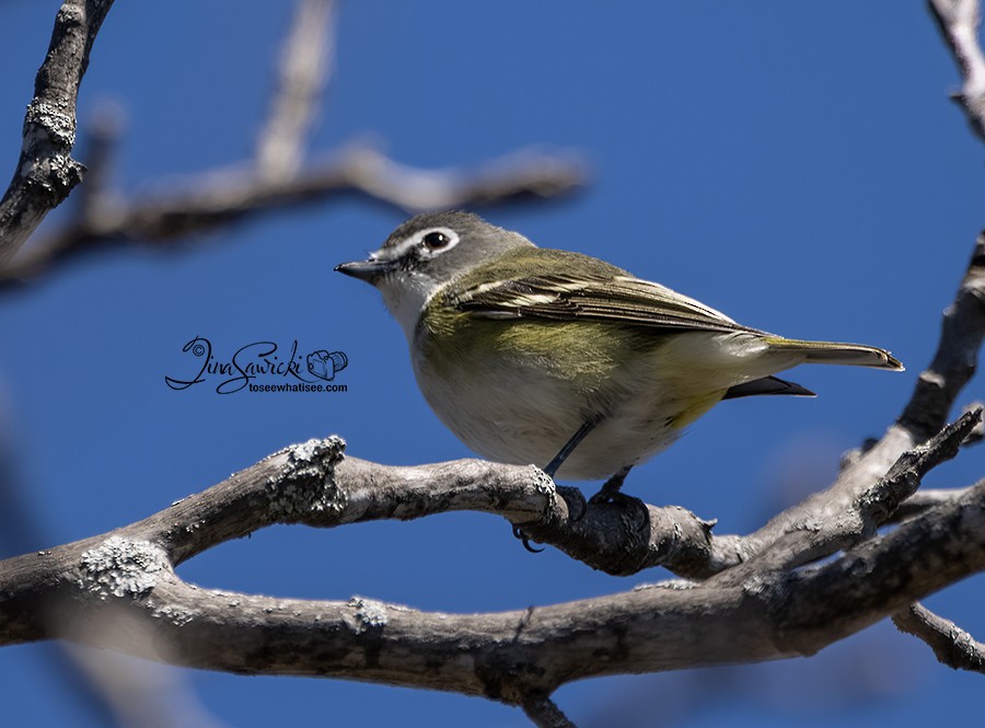 Blue-headed Vireo - Tina Sawicki