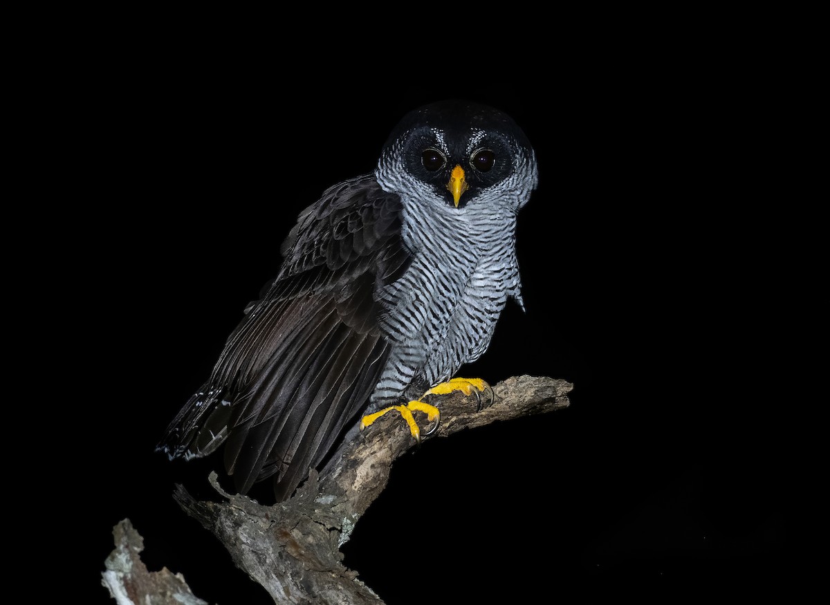 Black-and-white Owl - Jean Bonilla