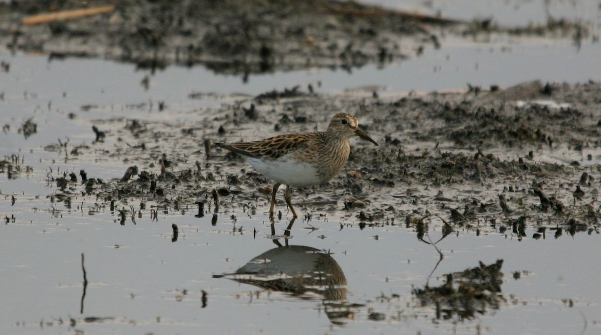 Graubrust-Strandläufer - ML332657151