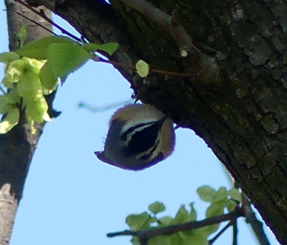 Red-breasted Nuthatch - ML332657611