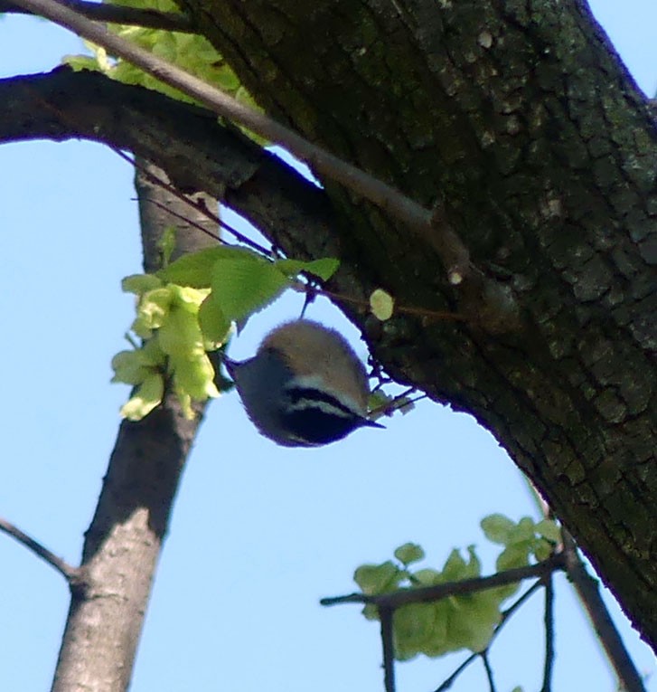 Red-breasted Nuthatch - ML332657631